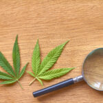 Maximizing Growth: Unveiling the Benefits of SEO Services for the Cannabis Industry