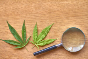 Cannabis SEO Benefits